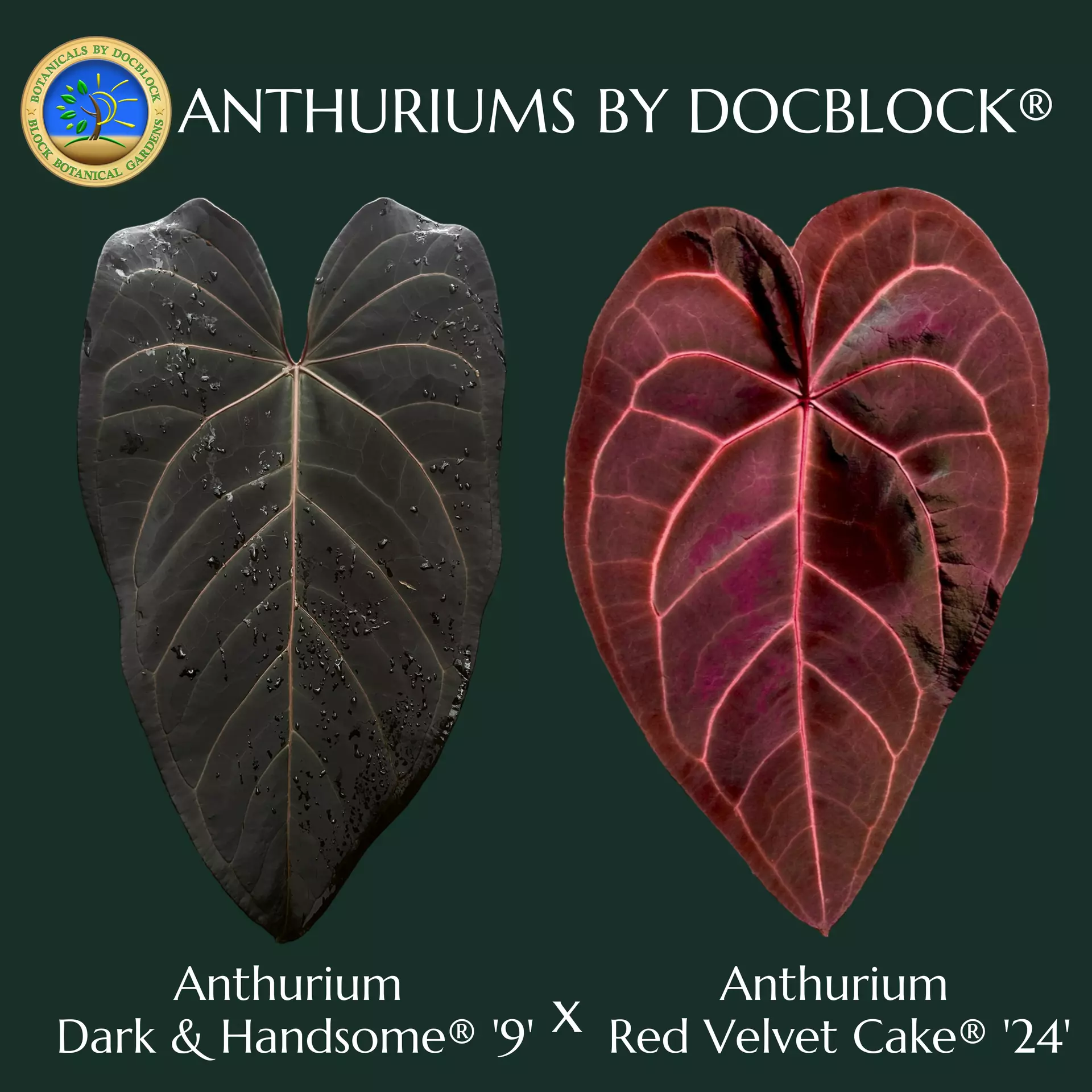 plant/Anthurium Dark & Handsome '9' x Red Velvet Cake '24'  by DocBlock *Grower's Choice*-0