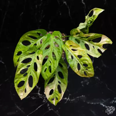 plant/Monstera Adansonii Aurea Variegated *Grower's Choice*-0-thumbnail