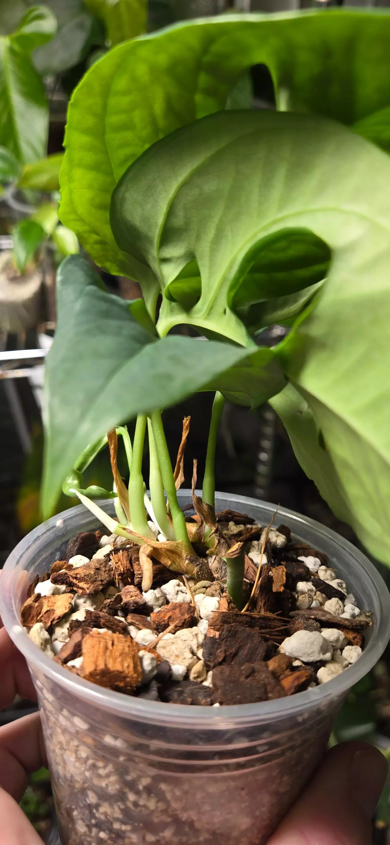 plant/Amydrium Sumatra (Double Headed)-2