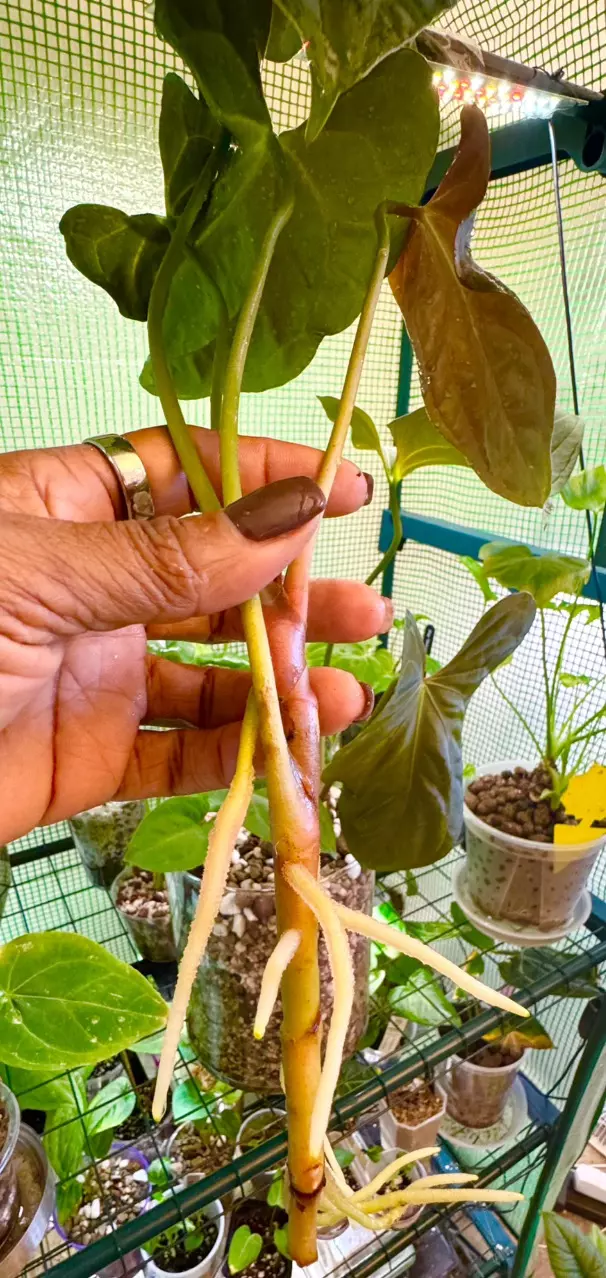 plant/MATURE PURE PAP-4