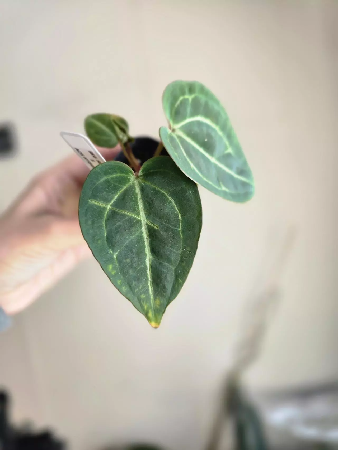 plant/#0083 Skg Silver x Aos hybrid-0