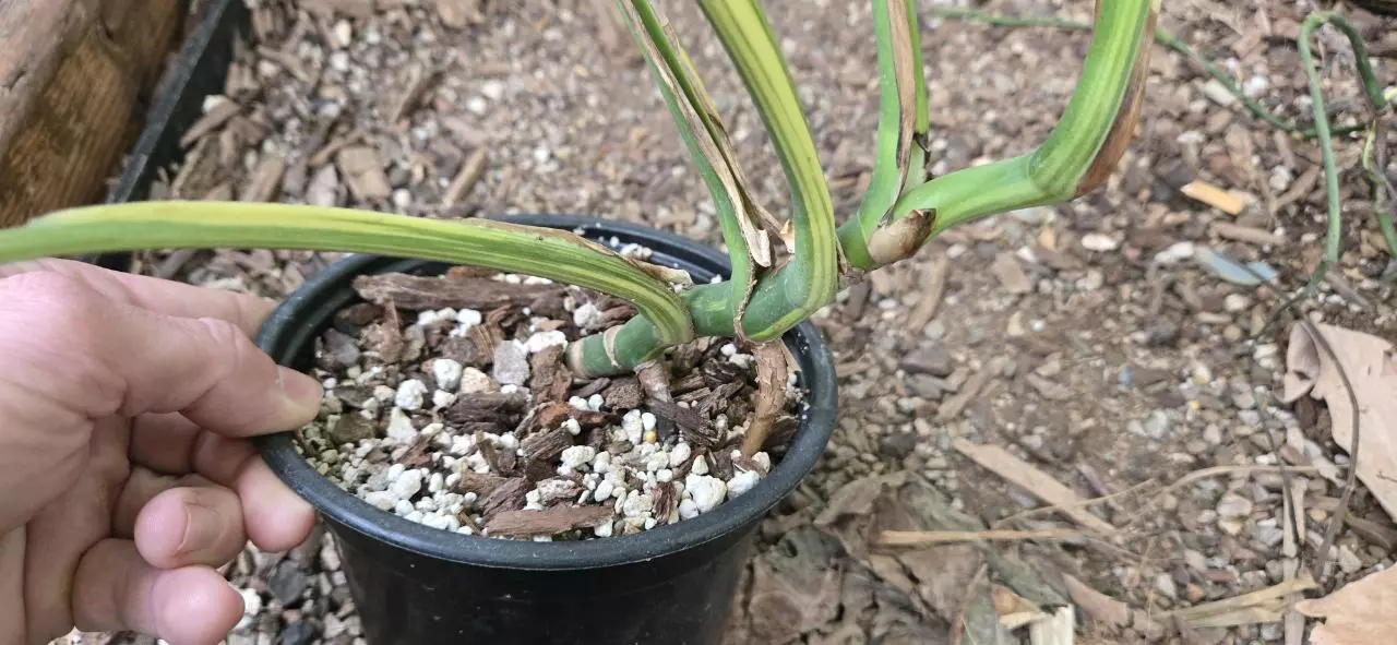 plant/Monstera deliciosa SF aurea-1