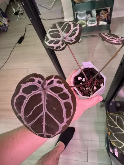 plant/(ZaraMichelle x Silver Blush) x Purple Yurple-3-thumbnail