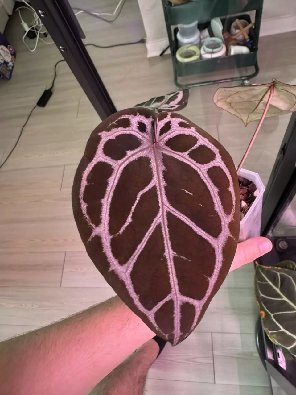 plant/(ZaraMichelle x Silver Blush) x Purple Yurple-0