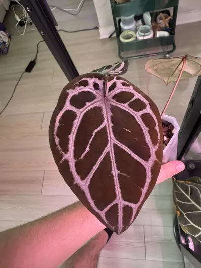 plant/(ZaraMichelle x Silver Blush) x Purple Yurple-0-thumbnail