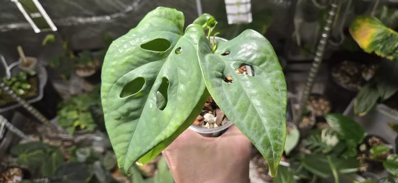 plant/Amydrium Sumatra (Double Headed)-0