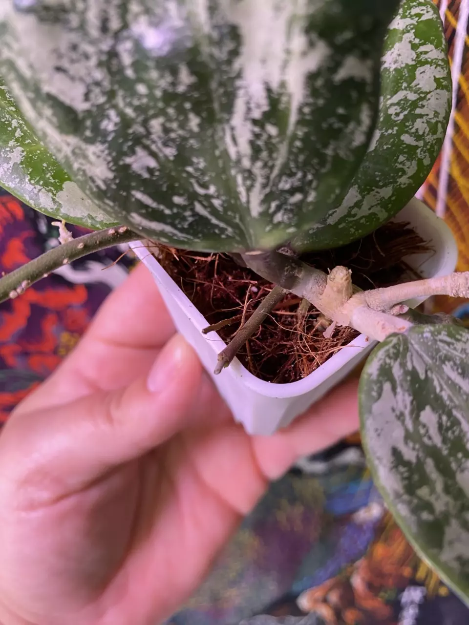 plant/Hoya Rangsan Splash-2