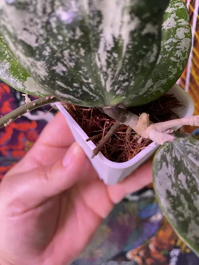 plant/Hoya Rangsan Splash-2-thumbnail