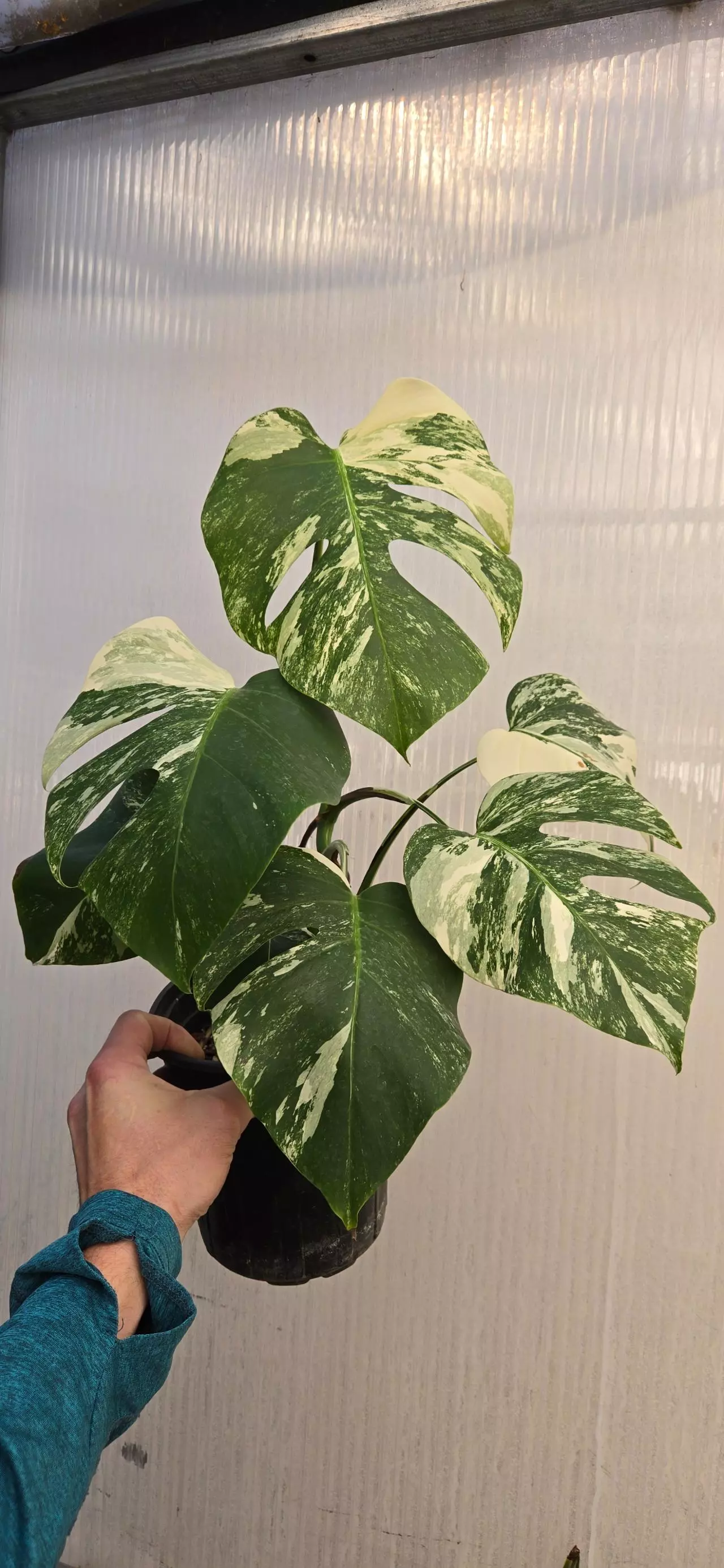 plant/Monstera deliciosa SF albo-0