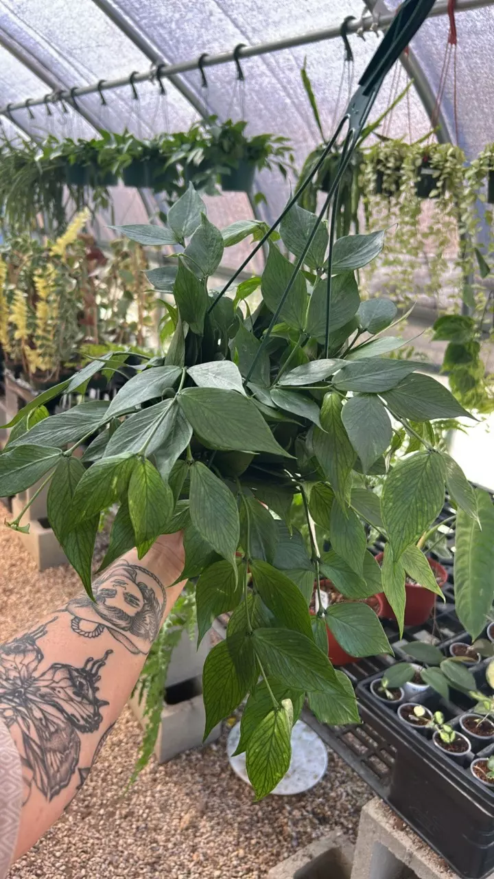 plant/6 inch Green Polyneura (lovers choice)-0