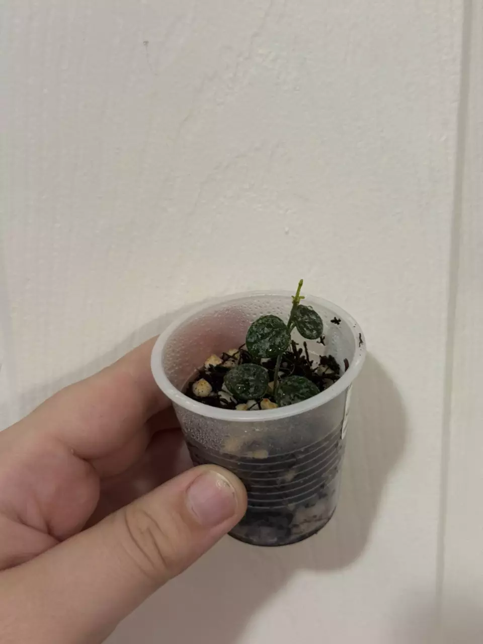 plant/Hoya Serpens Splash-0