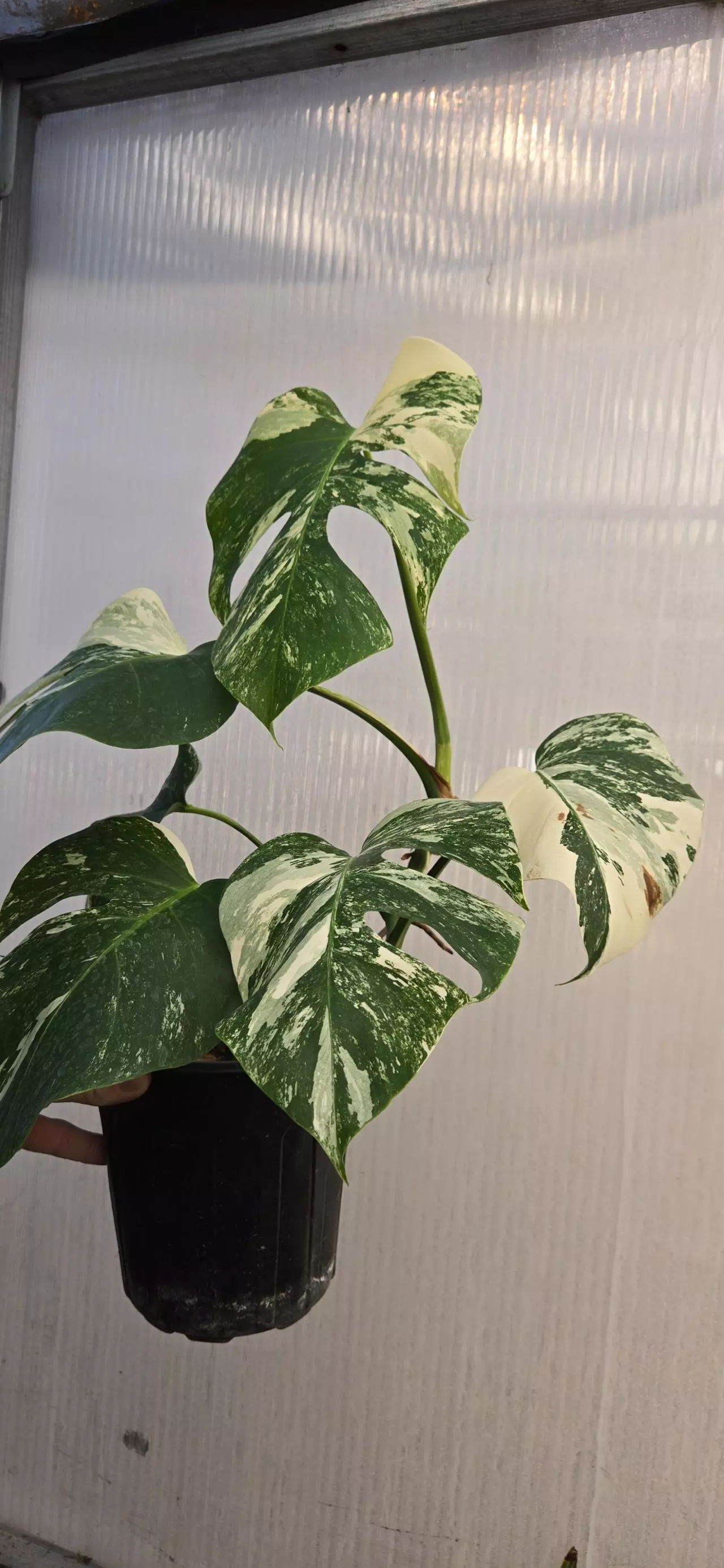 plant/Monstera deliciosa SF albo-1