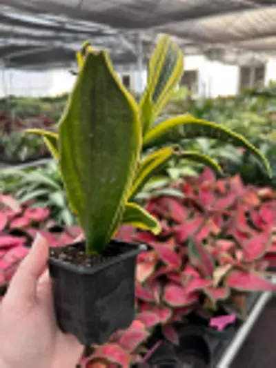 plant/Sansevieria Golden Flame Starter Plant Growers Choice-6-thumbnail