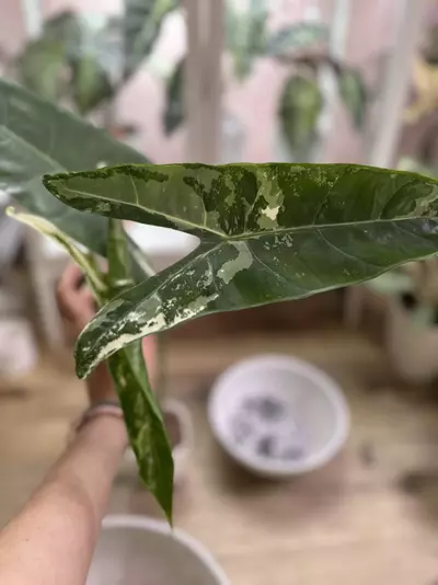 plant/Longiloba Albo corm-0-thumbnail