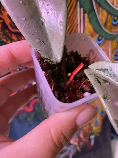 plant/Hoya Pubicalyx Pink Silver Ghost-1-thumbnail