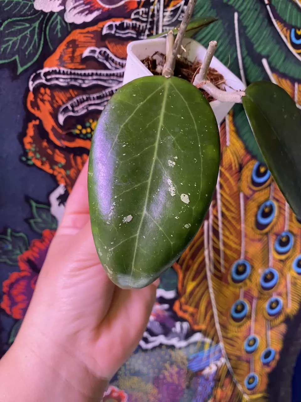 plant/Hoya AH Black Spinel-0