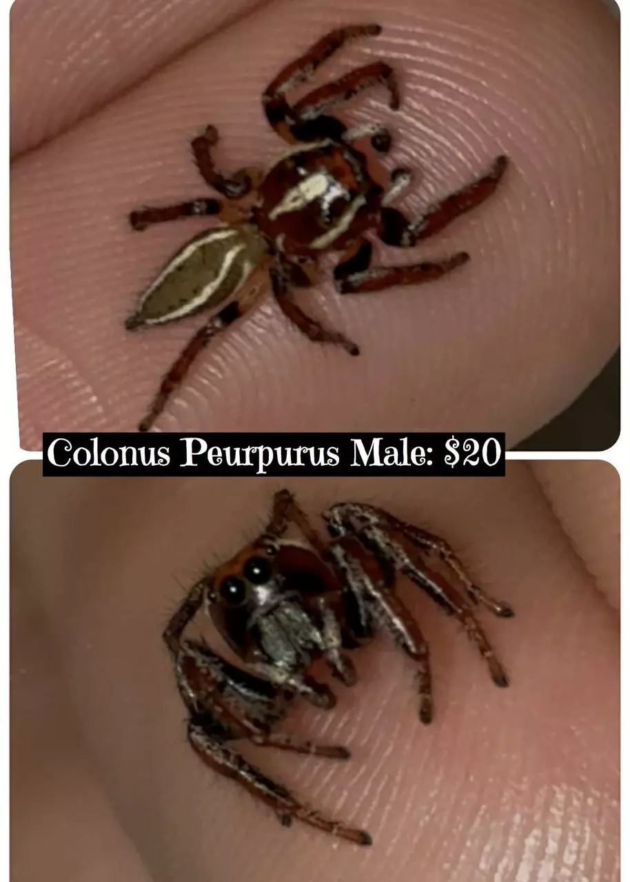 plant/Colonus peurpurus male jumping spider-0