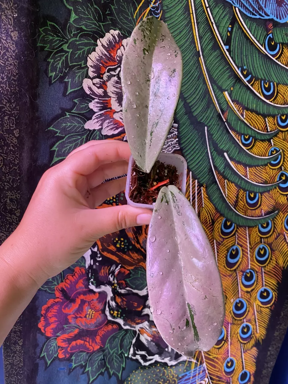 plant/Hoya Pubicalyx Pink Silver Ghost-0