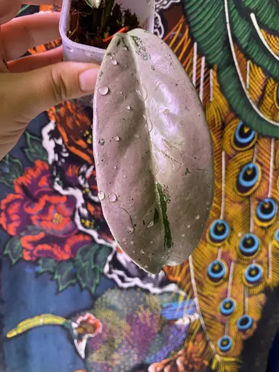 plant/Hoya Pubicalyx Pink Silver Ghost-2-thumbnail