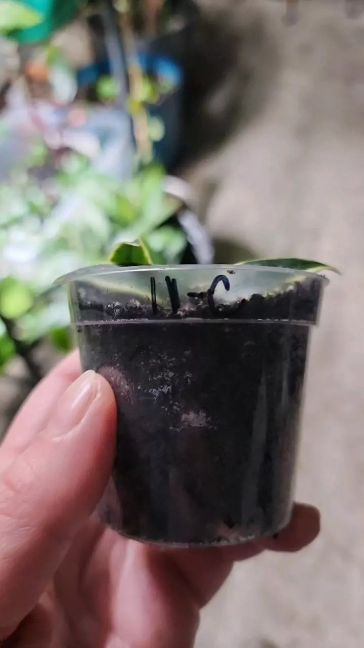 plant/Hoya bella outer variegated C-1