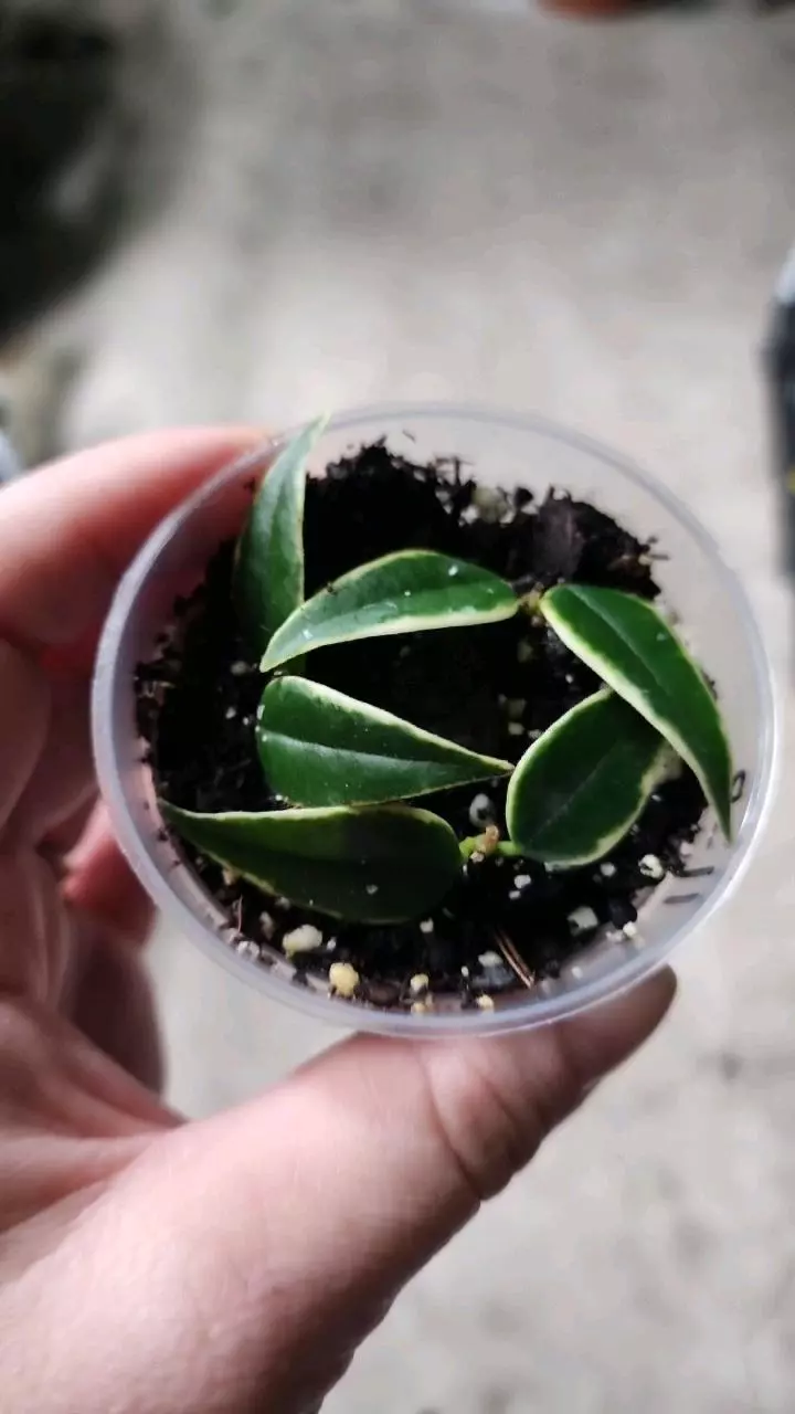 plant/Hoya bella outer variegated B-0