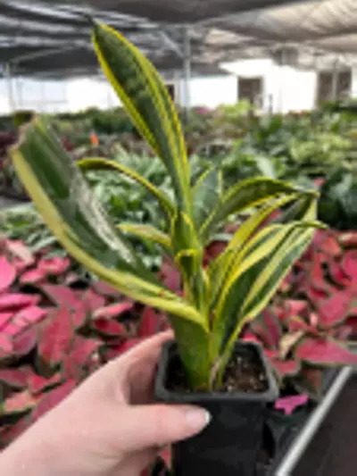 plant/Sansevieria Golden Flame Starter Plant Growers Choice-9-thumbnail