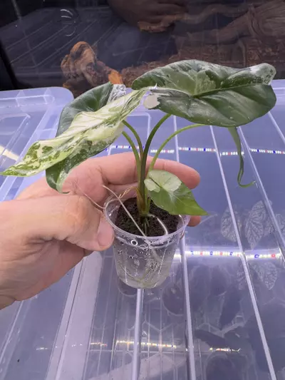 plant/A. simpo albo-1-thumbnail