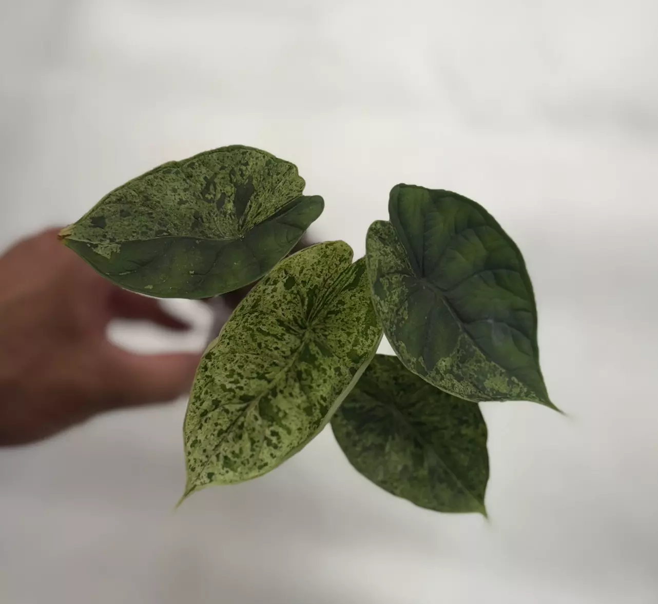 plant/Dragon Scale Mint-0