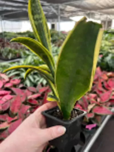 plant/Sansevieria Golden Flame Starter Plant Growers Choice-2-thumbnail