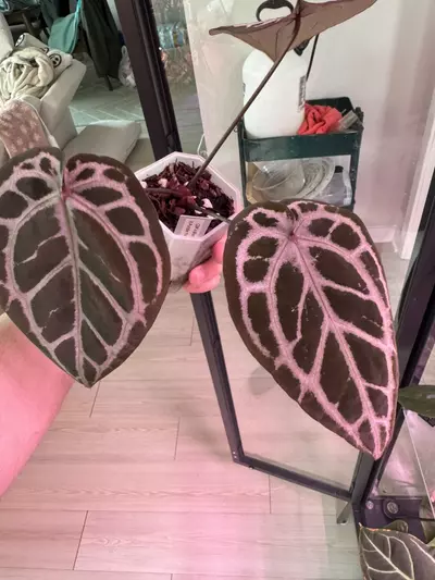 plant/(ZaraMichelle x Silver Blush) x Purple Yurple-2-thumbnail