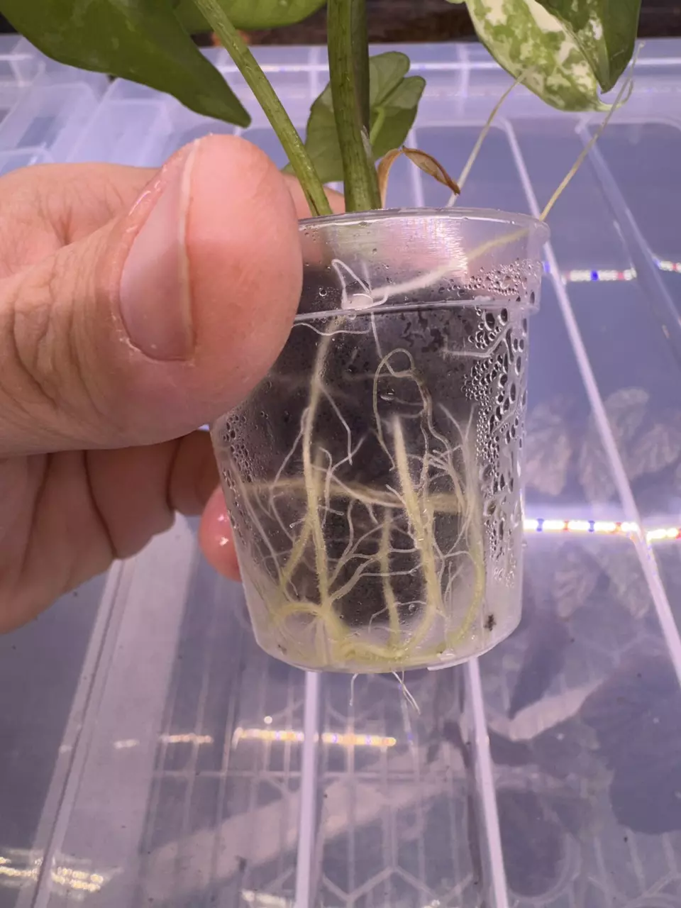 plant/A. simpo albo-4