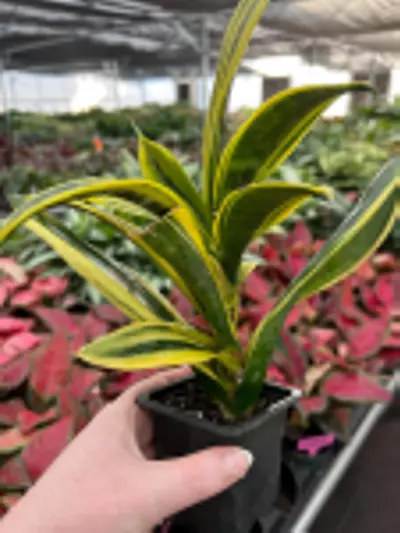 plant/Sansevieria Golden Flame Starter Plant Growers Choice-4-thumbnail