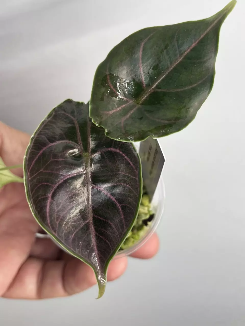 plant/Alocasia Azlanii Red Mambo - from pink mom-0