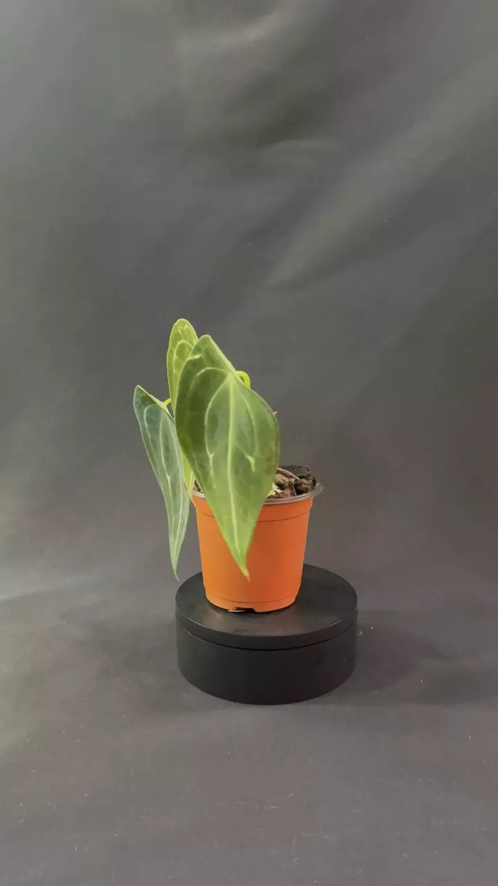 plant/Anthurium Forgetii-1