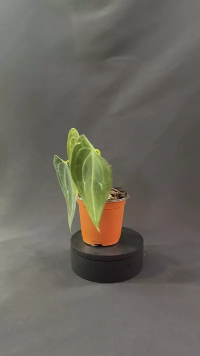 plant/Anthurium Forgetii-1-thumbnail