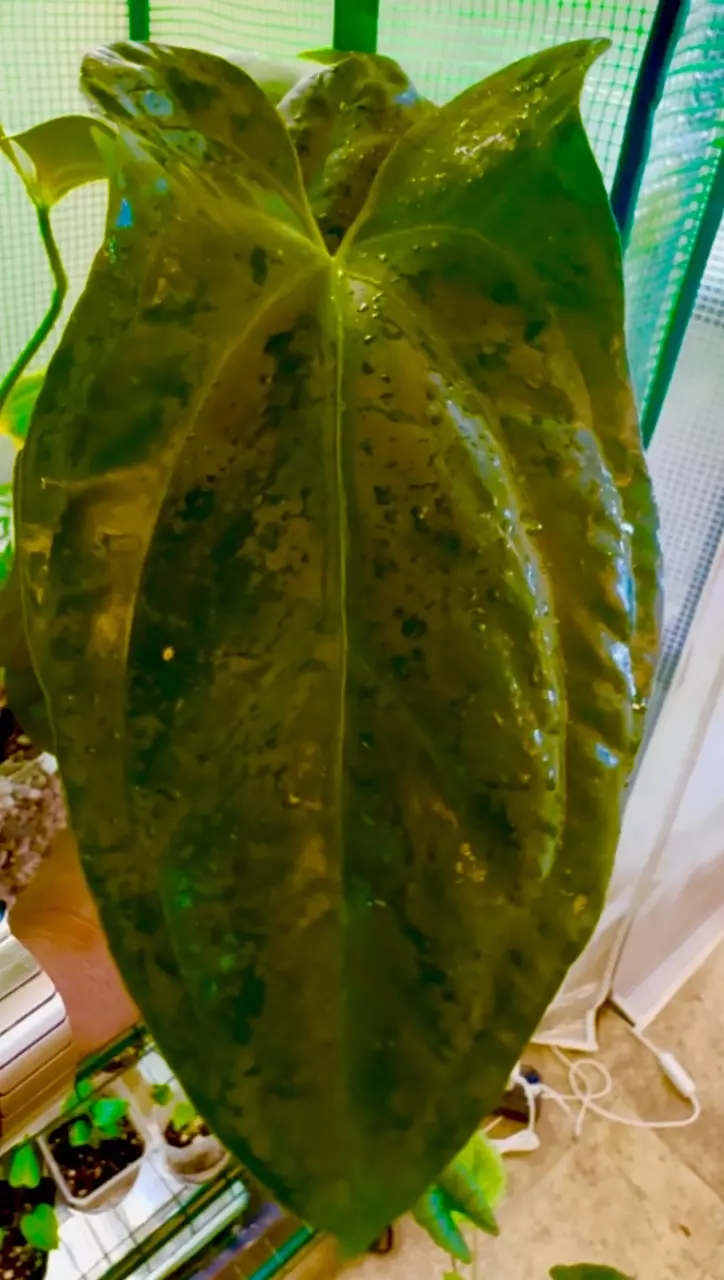 plant/MATURE PURE PAP-0