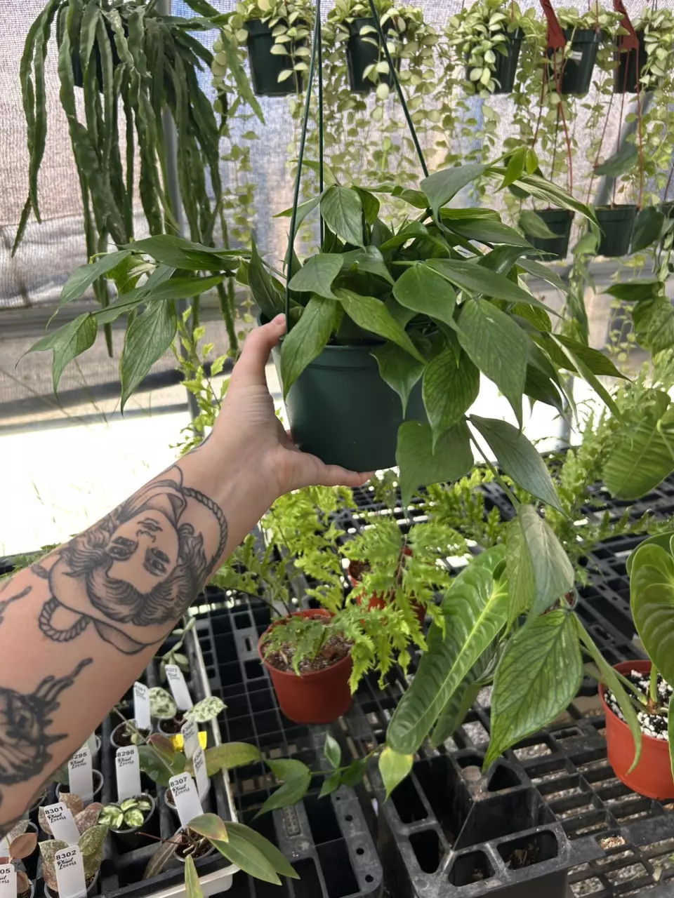 plant/6 inch Green Polyneura (lovers choice)-1