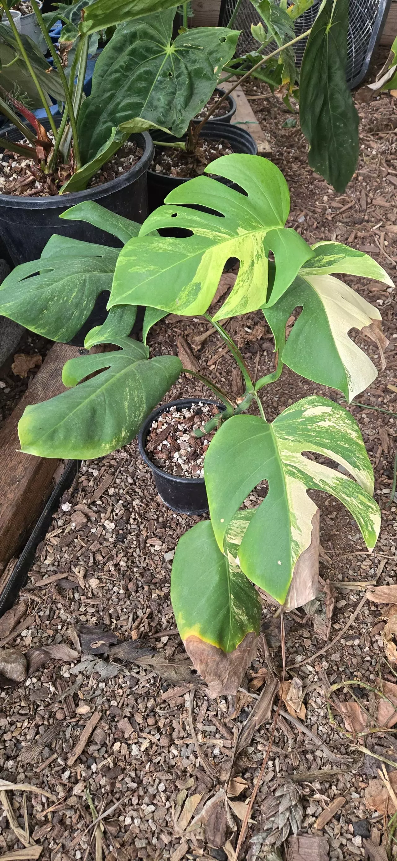 plant/Monstera deliciosa SF aurea-0