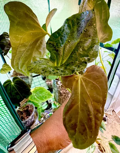 plant/MATURE PURE PAP-3-thumbnail