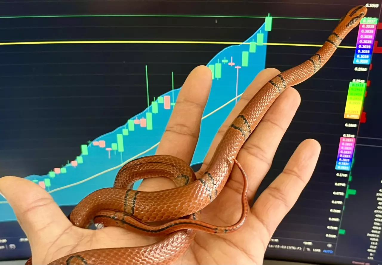 plant/Yunnan Mountain Rat Snake 1.1. Proven Pair-0