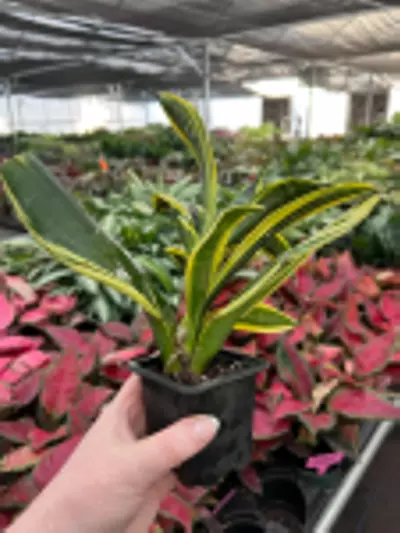plant/Sansevieria Golden Flame Starter Plant Growers Choice-8-thumbnail