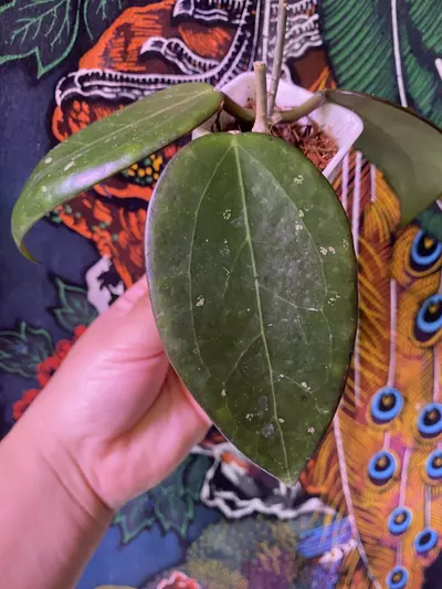 plant/Hoya AH Black Spinel-1-thumbnail