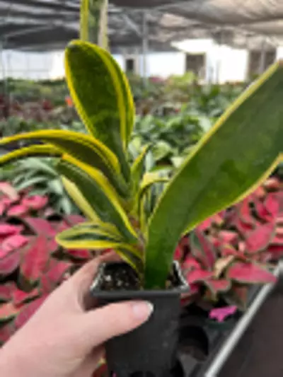 plant/Sansevieria Golden Flame Starter Plant Growers Choice-3-thumbnail