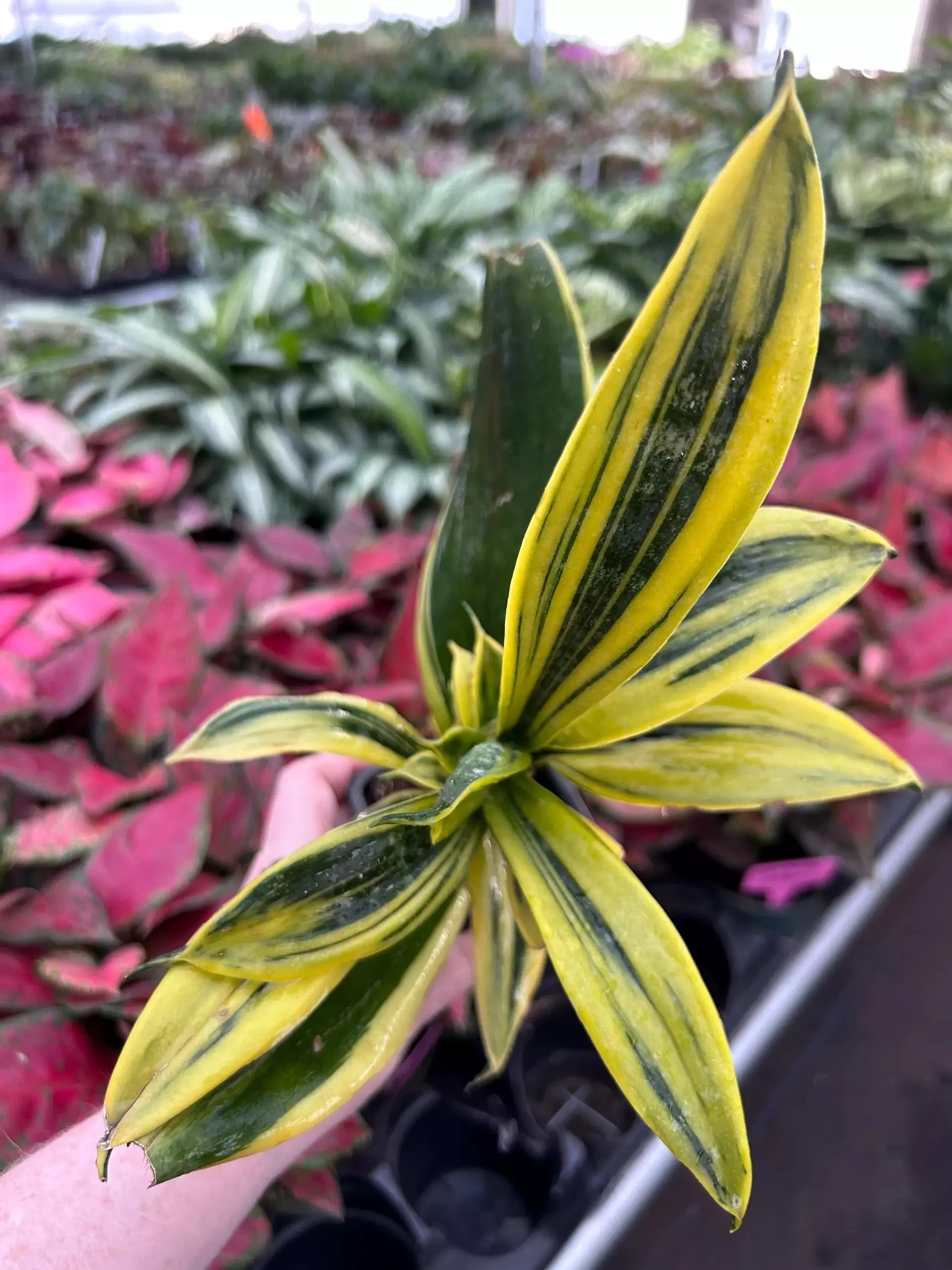 plant/Sansevieria Golden Flame-0