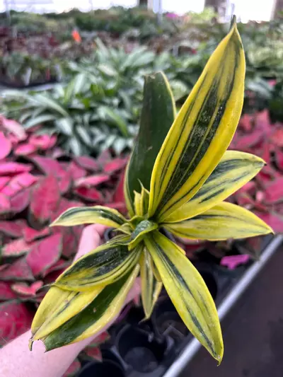 plant/Sansevieria Golden Flame Starter Plant Growers Choice-0-thumbnail