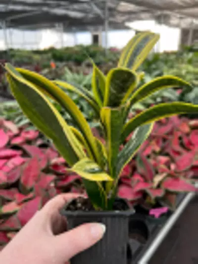 plant/Sansevieria Golden Flame Starter Plant Growers Choice-5-thumbnail