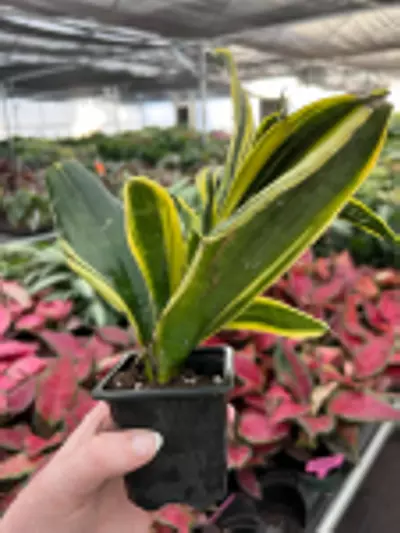 plant/Sansevieria Golden Flame Starter Plant Growers Choice-7-thumbnail