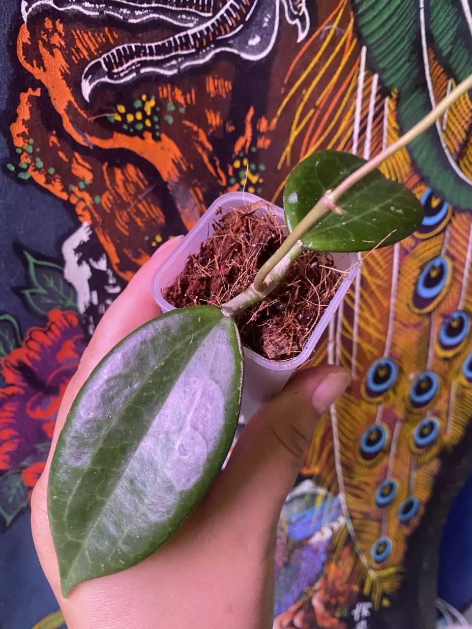 plant/Hoya Hanhiae ‘Pink’-1
