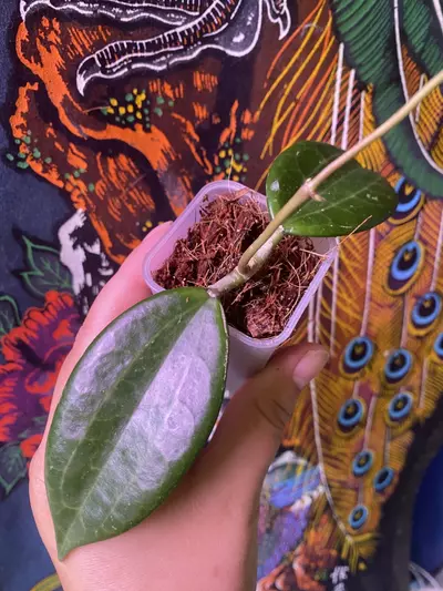 plant/Hoya Hanhiae ‘Pink’-1-thumbnail