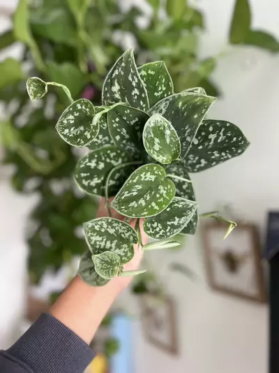 plant/4” Satin Pothos-0-thumbnail